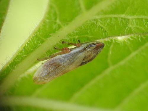 Neophilaenus sp.